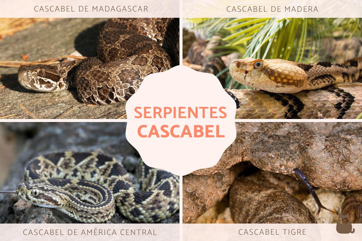 Serpientes cascabel: tipos, veneno y características