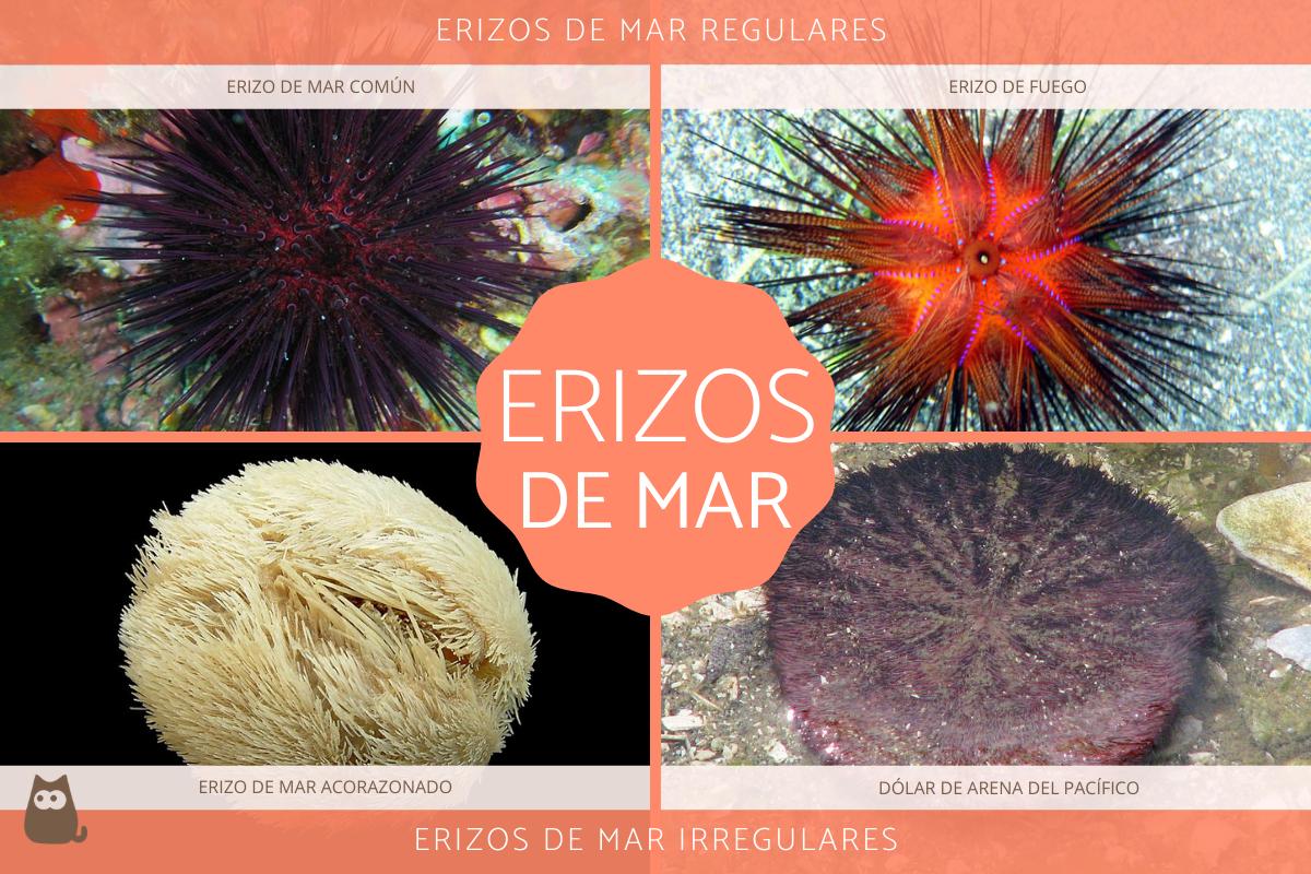 Tipos de erizos de mar