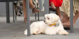 Ya es oficial: la Ley de Bienestar Animal prohíbe a bares y restaurantes rechazar mascotas sin un cartel visible desde la calle