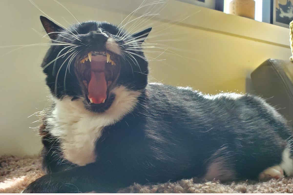 Gato con respiración abdominal: causas y qué hacer