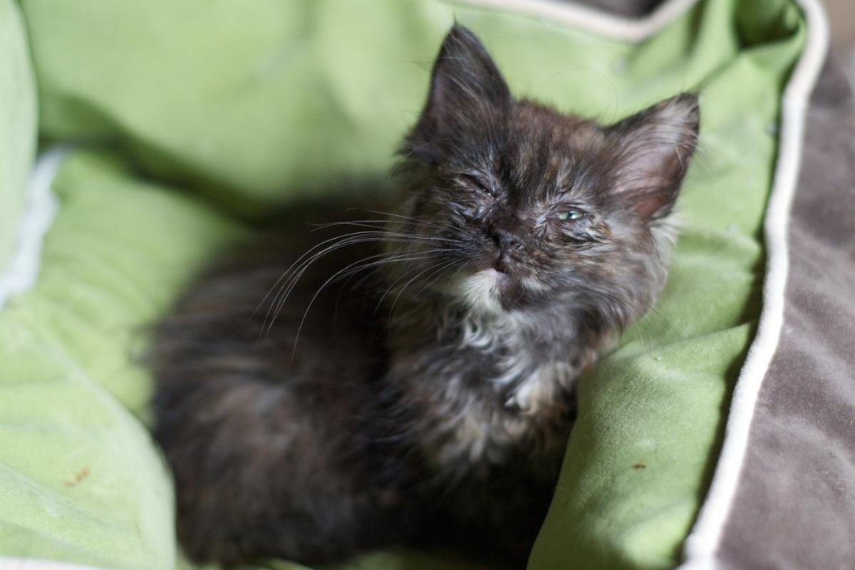 Gripe felina - Tratamiento, síntomas y contagio