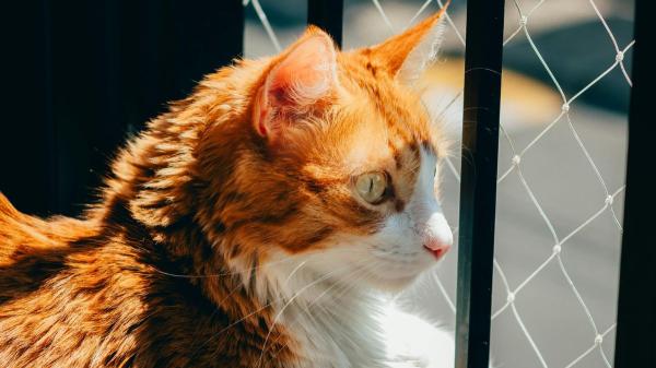 Los veterinarios son claros: el “síndrome del gato paracaidista” se evita protegiendo balcones, ventanas y terrazas con redes - La solución más efectiva para evitar accidentes: redes de protección en balcones, ventanas y terrazas