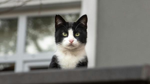 Los veterinarios son claros: el “síndrome del gato paracaidista” se evita protegiendo balcones, ventanas y terrazas con redes - Las caídas desde ventanas y balcones son un riesgo real para los gatos