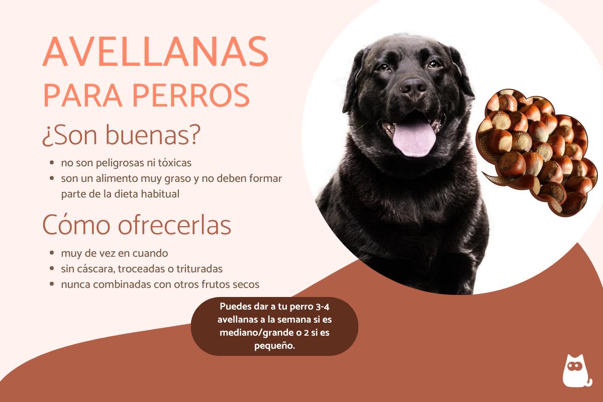 ¿Los perros pueden comer avellanas?