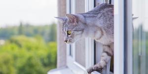 Los veterinarios son claros: el “síndrome del gato paracaidista” se evita protegiendo balcones, ventanas y terrazas con redes