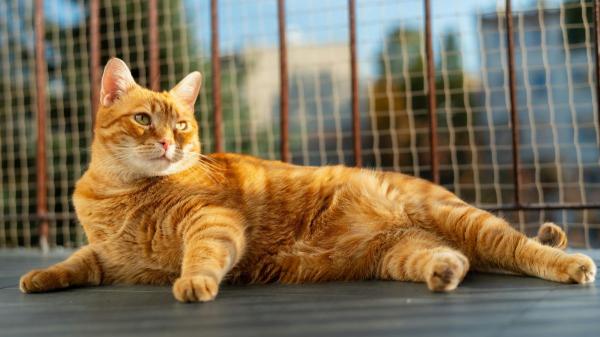 Los veterinarios son claros: el “síndrome del gato paracaidista” se evita protegiendo balcones, ventanas y terrazas con redes - Más que evitar caídas: la red también permite enriquecer el entorno del gato