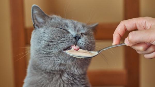 Los veterinarios coinciden: “Dejar la comida del gato disponible todo el día no es lo más recomendable” - Comederos interactivos y pequeñas tomas: la alternativa al pienso siempre disponible para gatos