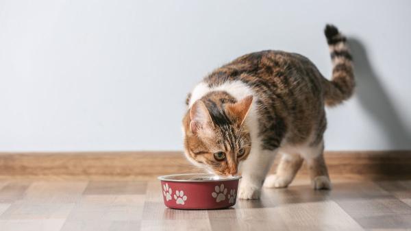 Los veterinarios coinciden: “Dejar la comida del gato disponible todo el día no es lo más recomendable” - El problema oculto de dejar pienso todo el día a tu gato: puede impedir detectar si está enfermo