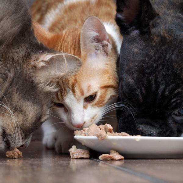 por qué la comida para gatos es más cara que la comida para perros
