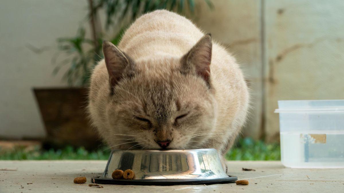 Los veterinarios coinciden: “Dejar la comida del gato disponible todo el día no es lo más recomendable”
