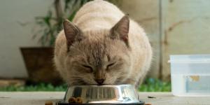 Los veterinarios coinciden: “Dejar la comida del gato disponible todo el día no es lo más recomendable”
