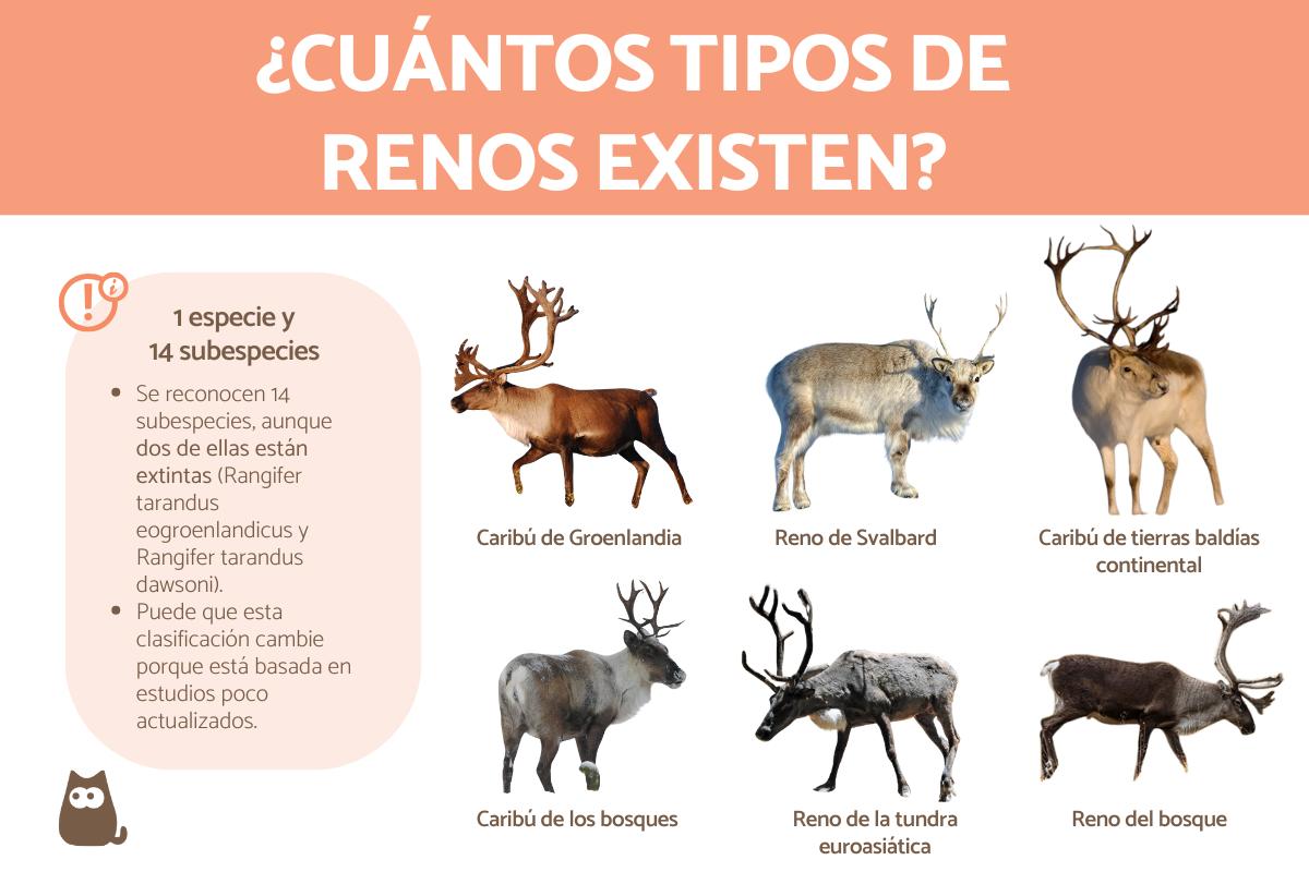 Tipos de renos
