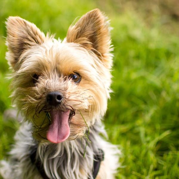 cuanto cuestan los cachorros de yorkie sin papeles