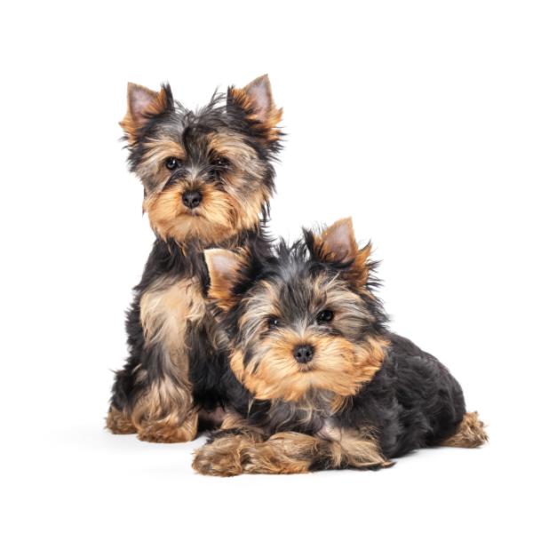 los yorkies son naturalmente protectores