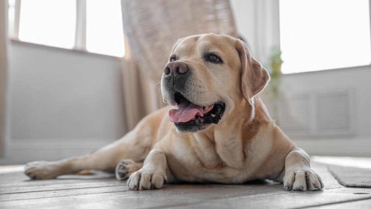 La ciencia revela qué sienten realmente los perros cuando se quedan solos en casa: “Ni todos sufren ni todos aprovechan para dormir”