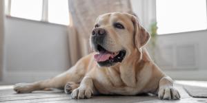 La ciencia revela qué sienten realmente los perros cuando se quedan solos en casa: “Ni todos sufren ni todos aprovechan para dormir”