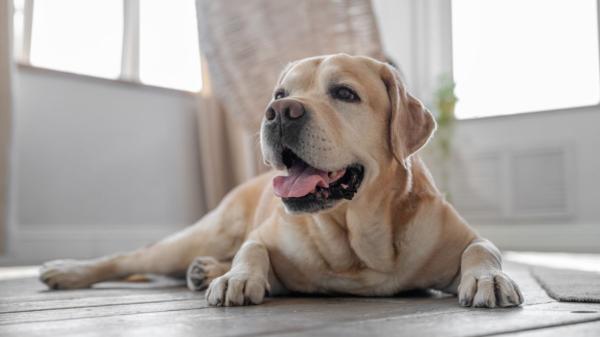La ciencia revela qué sienten realmente los perros cuando se quedan solos en casa: “Ni todos sufren ni todos aprovechan para dormir”