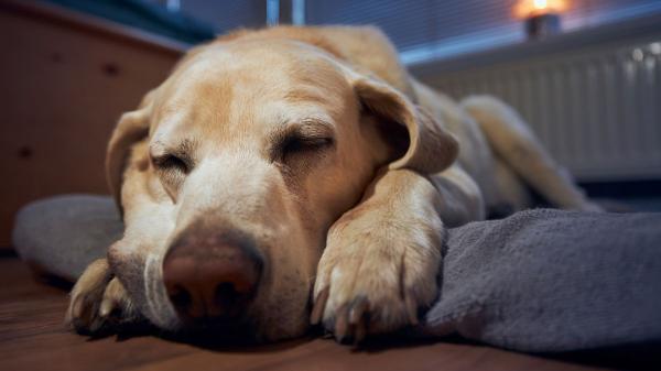La ciencia revela qué sienten realmente los perros cuando se quedan solos en casa: “Ni todos sufren ni todos aprovechan para dormir” - La clave para conseguir que un perro aprenda a quedarse solo y tranquilo 