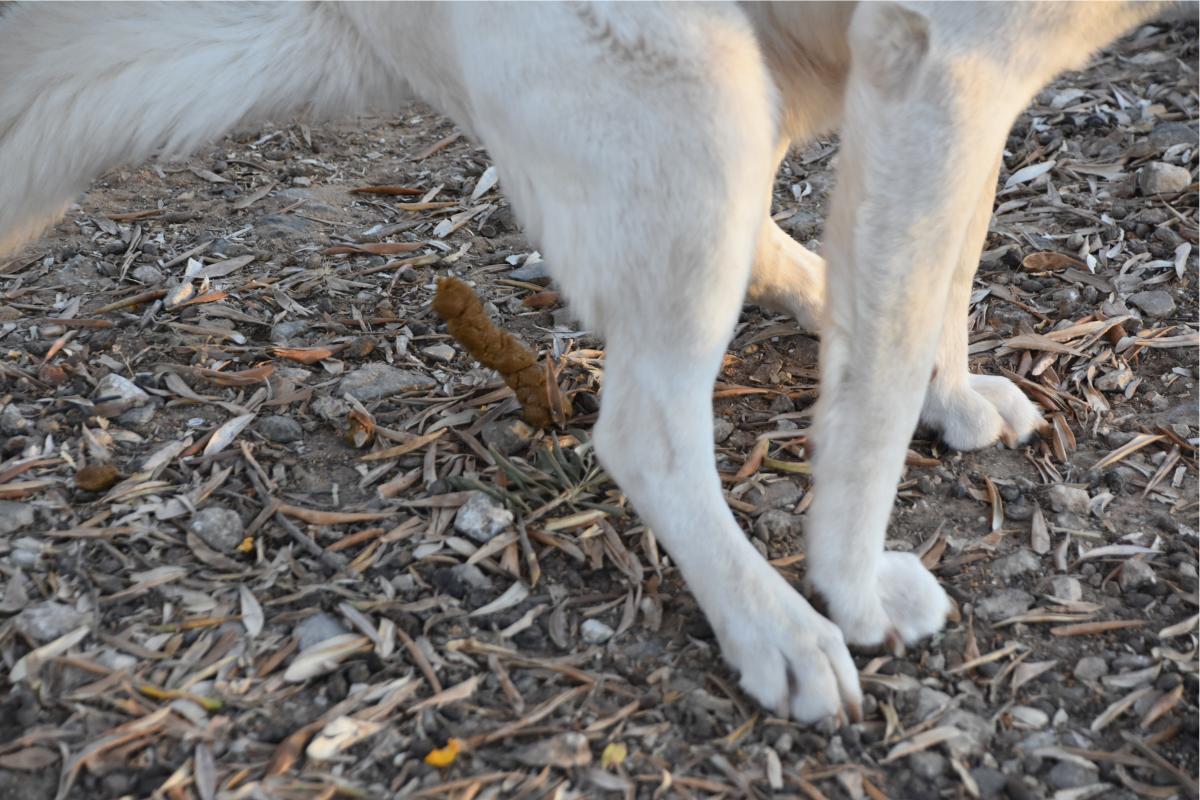 Mi perro defeca gusanos vivos - Causas y qué hacer