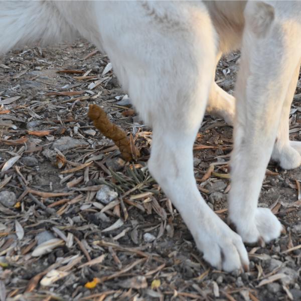 qué debo hacer si mi cachorro tiene gusanos