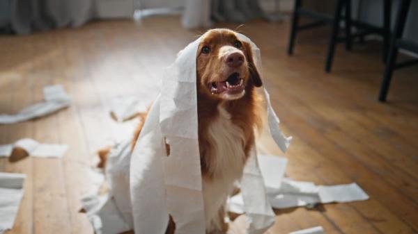 La ciencia revela qué sienten realmente los perros cuando se quedan solos en casa: “Ni todos sufren ni todos aprovechan para dormir” - No es lo mismo ansiedad por separación que aburrimiento: así puedes distinguirlos