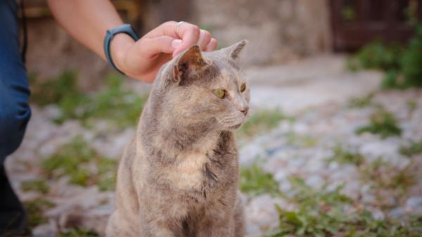 El Gobierno aprueba casi un millón de euros para proteger a los animales de personas vulnerables y mejorar la gestión de las colonias felinas - 50.000 euros para formar a los ayuntamientos en materia de protección animal