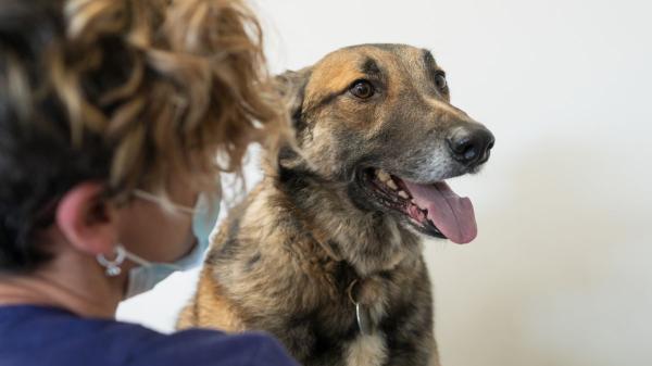 El Gobierno aprueba casi un millón de euros para proteger a los animales de personas vulnerables y mejorar la gestión de las colonias felinas - Más de 300.000 euros para ofrecer asistencia veterinaria gratuita a los animales de personas vulnerables