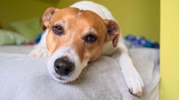El Gobierno aprueba casi un millón de euros para proteger a los animales de personas vulnerables y mejorar la gestión de las colonias felinas - Más de 350.000 euros para proteger a los animales de mujeres víctimas de violencia machista