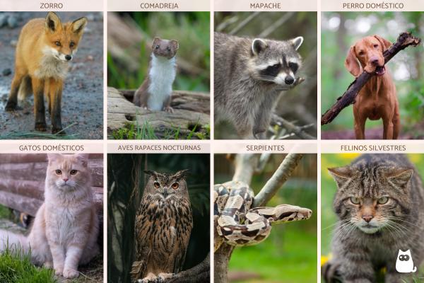 ¿Qué animal mata gallinas y no se las come? - Animales que matan gallinas pero no se las comen