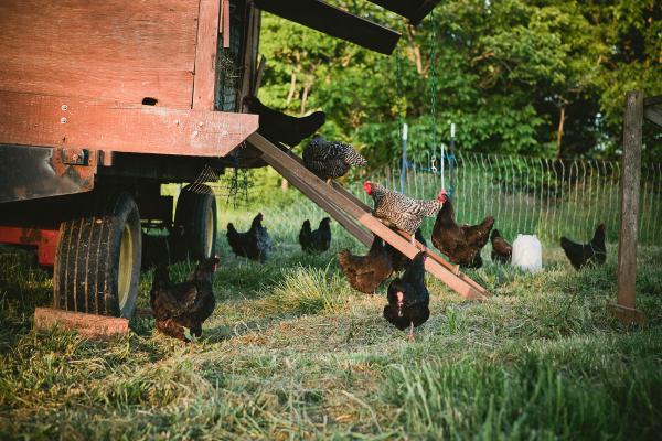 ¿Qué animal mata gallinas y no se las come? - ¿Cómo proteger a mis gallinas de depredadores?