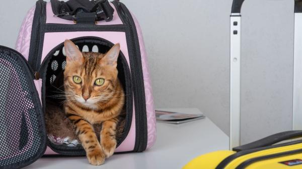 Es oficial: la UE obligará a identificar con microchip y registrar a los perros y gatos que entren en su territorio a partir del 31 de agosto de 2031 - España ya exige el microchip para perros y gatos, pero la UE va un paso más allá