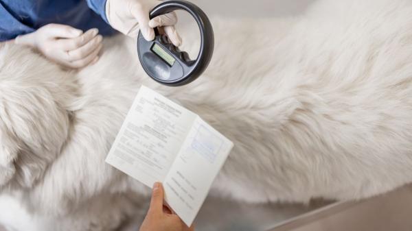 Es oficial: la UE obligará a identificar con microchip y registrar a los perros y gatos que entren en su territorio a partir del 31 de agosto de 2031 - Los perros y gatos que lleguen de fuera de la UE deberán llevar microchip y registrarse en cinco días