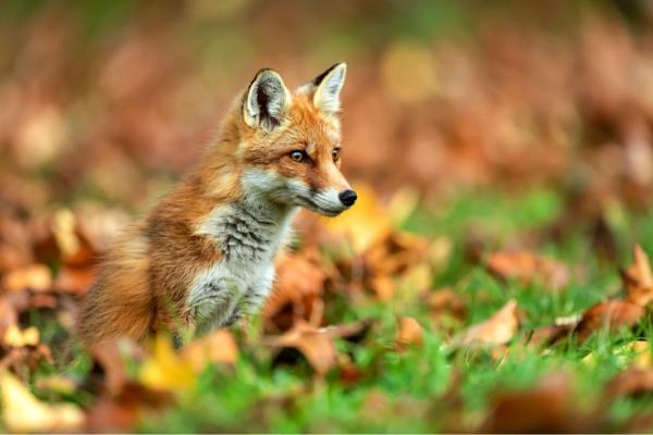 ¿Qué animal mata gallinas y no se las come? - ¿Por qué algunos animales matan gallinas y no se las comen?