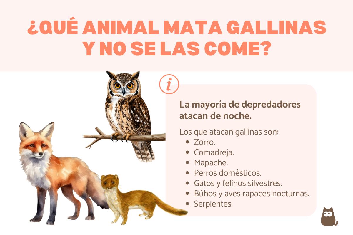 ¿Qué animal mata gallinas y no se las come?