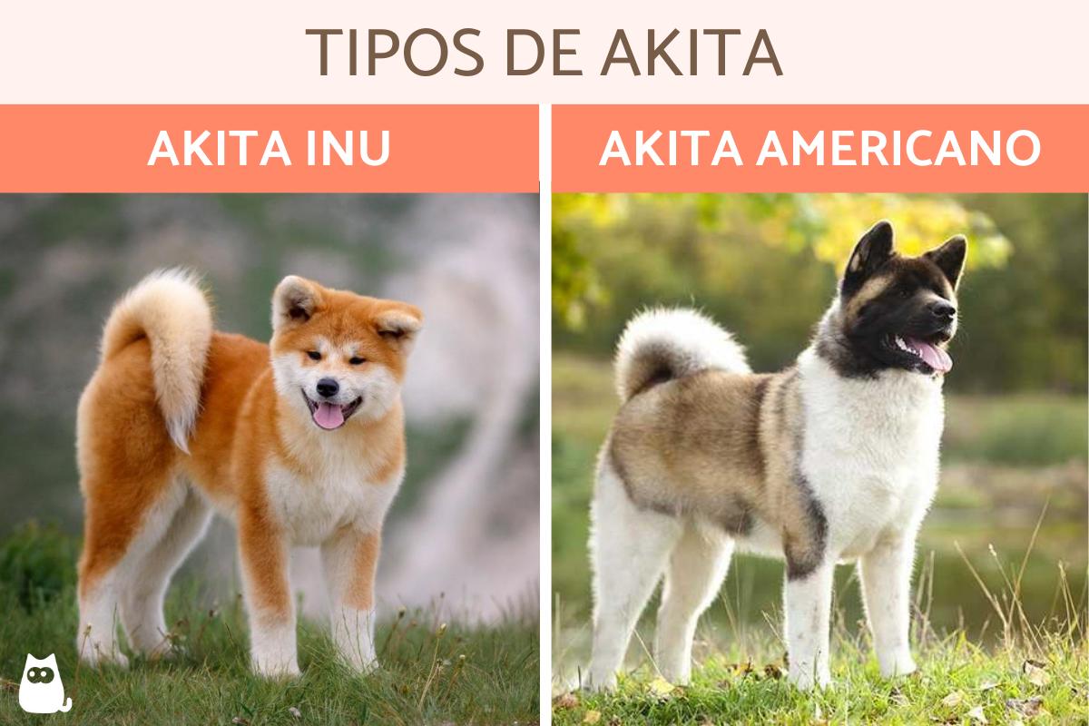 Tipos de akita