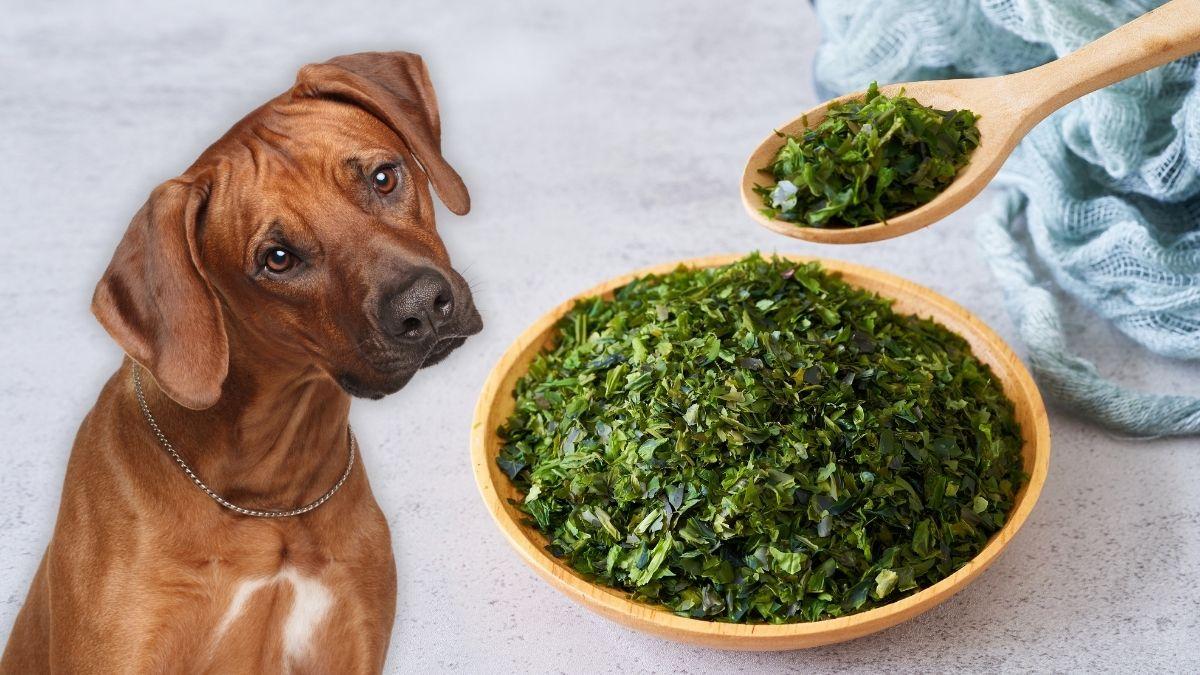 Alga kelp para perros: beneficios, dosis segura y cómo usarla para evitar riesgos
