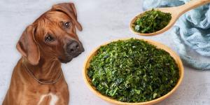 Alga kelp para perros: beneficios, dosis segura y cómo usarla para evitar riesgos