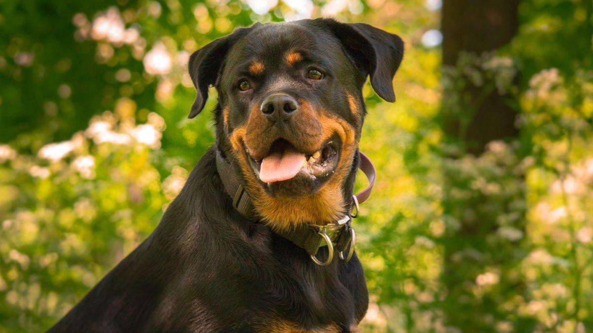 Amir Anwary, veterinario, sobre el rottweiler: “Son perros tan leales, protectores y defensivos que, si te acercas a su dueño, pueden verte como una amenaza”