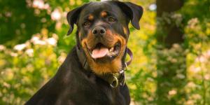 Amir Anwary, veterinario, sobre el rottweiler: “Son perros tan leales, protectores y defensivos que, si te acercas a su dueño, pueden verte como una amenaza”