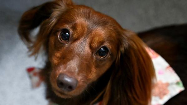 Alga kelp para perros: beneficios, dosis segura y cómo usarla para evitar riesgos - Beneficios del alga kelp que pueden mejorar la vida de tu perro