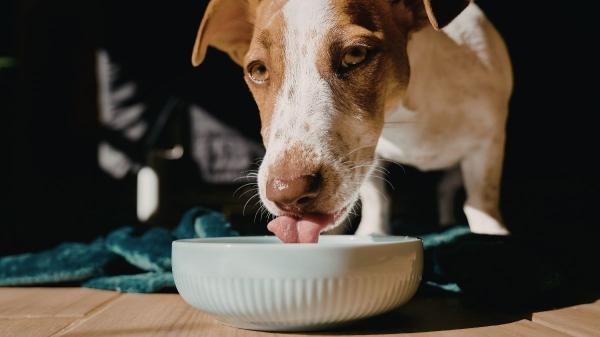 Alga kelp para perros: beneficios, dosis segura y cómo usarla para evitar riesgos - ¿Cómo dar alga kelp a tu perro correctamente?