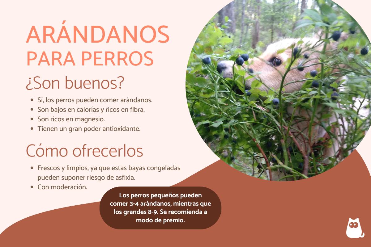 ¿Los perros pueden comer arándanos?