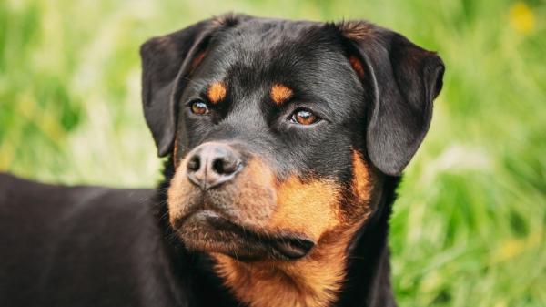 Amir Anwary, veterinario, sobre el rottweiler: “Son perros tan leales, protectores y defensivos que, si te acercas a su dueño, pueden verte como una amenaza” - ¿Son los rottweilers perros agresivos? Esto dicen los estudios
