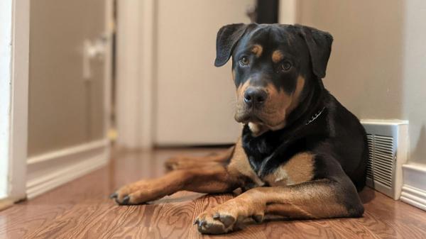 Amir Anwary, veterinario, sobre el rottweiler: “Son perros tan leales, protectores y defensivos que, si te acercas a su dueño, pueden verte como una amenaza” - “Son muy leales, muy protectores y muy defensivos”: así pueden reaccionar ante un desconocido