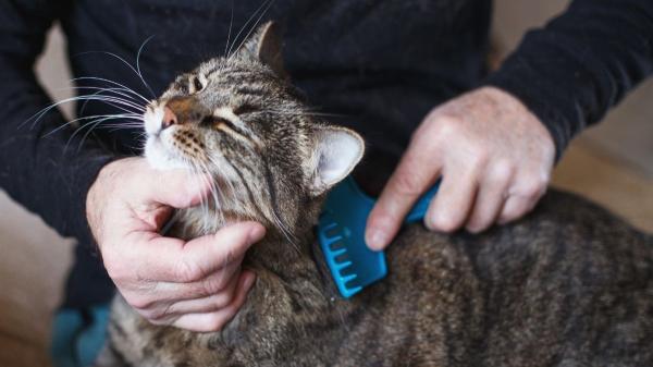 Lo que el pelaje de tu gato dice de su salud: las claves para mantenerlo sano y brillante - La rutina definitiva que mantiene el pelaje sano y evita las bolas de pelo
