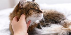Lo que el pelaje de tu gato dice de su salud: las claves para mantenerlo sano y brillante