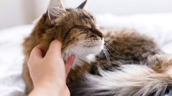 Lo que el pelaje de tu gato dice de su salud: las claves para mantenerlo sano y brillante