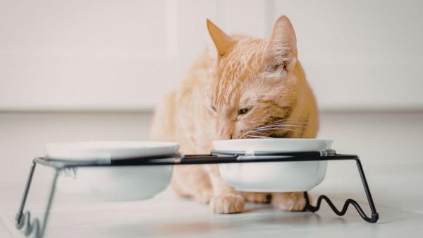 Lo que el pelaje de tu gato dice de su salud: las claves para mantenerlo sano y brillante - Más que estética: por qué el pelo de tu gato es el mejor termómetro de su salud