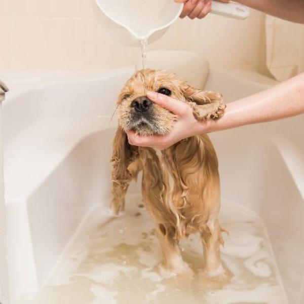 puedes usar jabón para bebés en cachorros