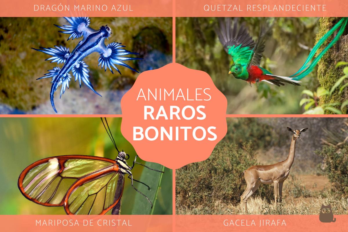 Animales más raros y bonitos del mundo